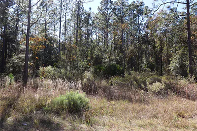 TBD SW 131ST CIRCLE Ocala FL