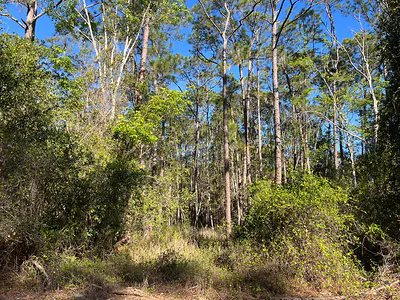 208 SE 3rd Street, Georgetown, FL 32139 Georgetown FL
