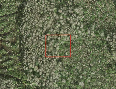 0 Holopaw Groves Road, St. Cloud, FL 34772 St Cloud FL