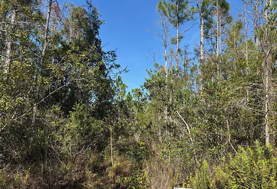 0 Holopaw Groves Road, St. Cloud, FL 34772 St Cloud FL
