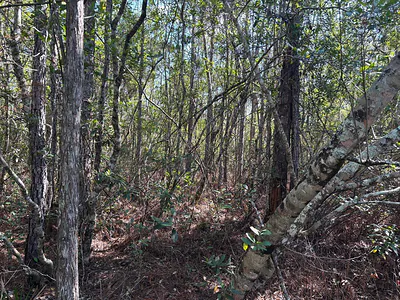 0 Holopaw Groves Road, St. Cloud, FL 34772 St Cloud FL