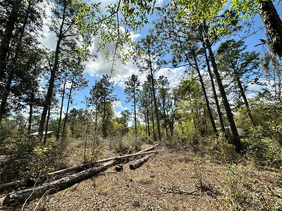Bronson FL