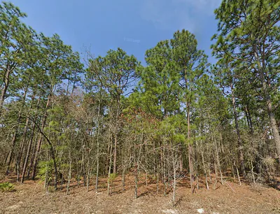 TBD (Lot 12) SW 128TH TERRACE ROAD Ocala FL