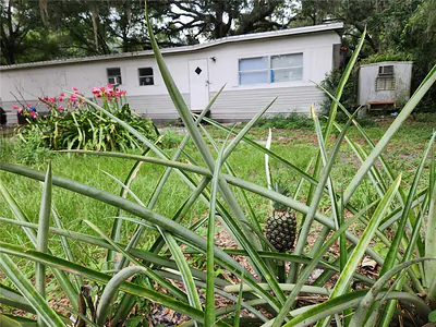 24815 AUDREY ROAD Land O Lakes FL