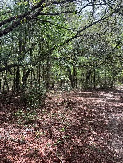 83RD LANE Bronson FL